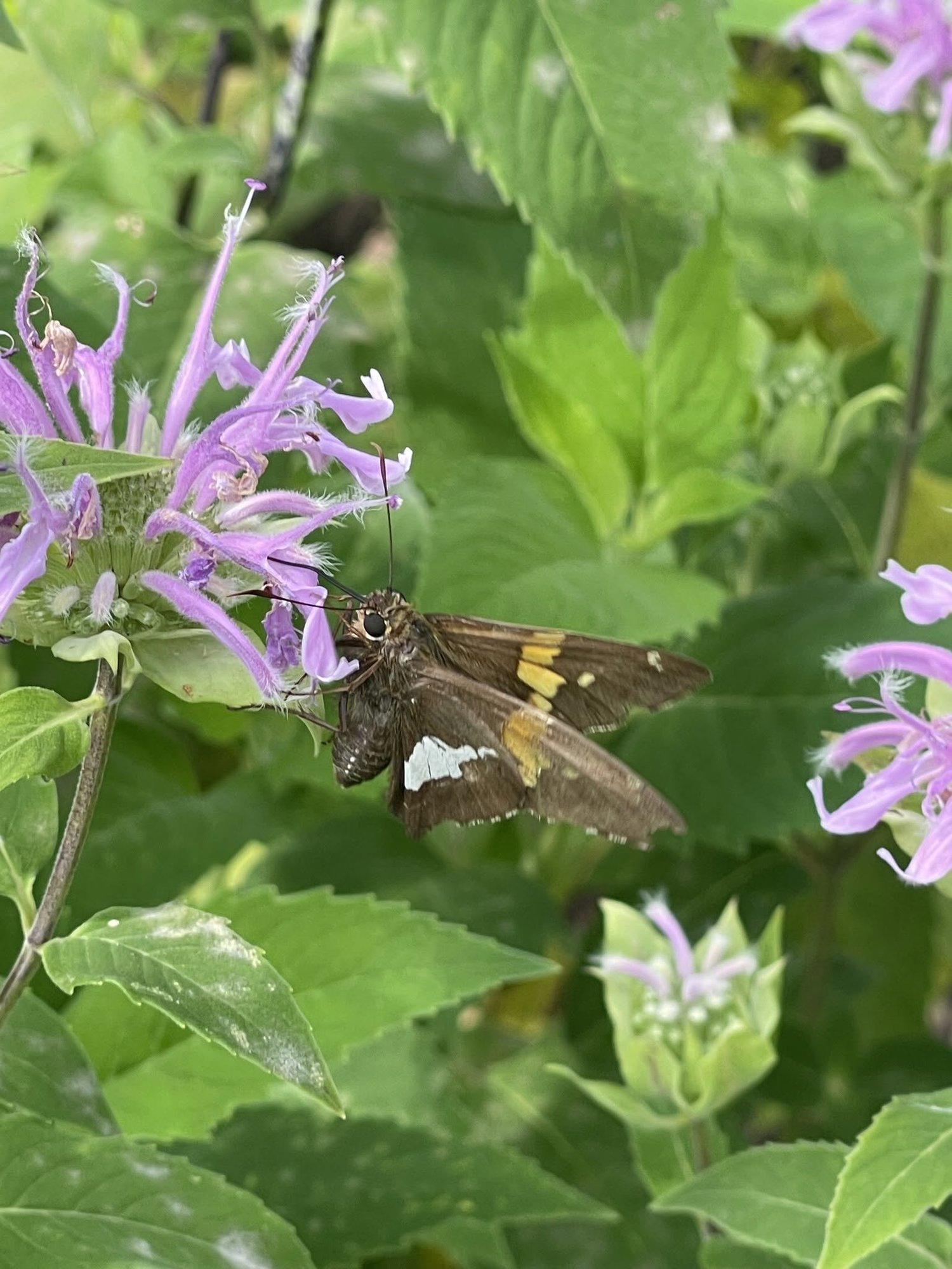 Tend Native Plants - Recommended Vendor